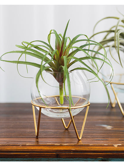 Mini Glass Hydroponic Plant Vase for Home Decor